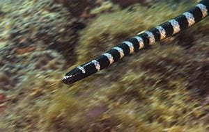 banded-sea-krait-feat-300x190.jpg