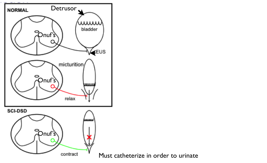 Bladder Function