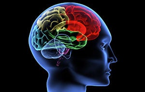 image of human with areas of brain highlighted