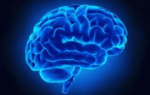 brain