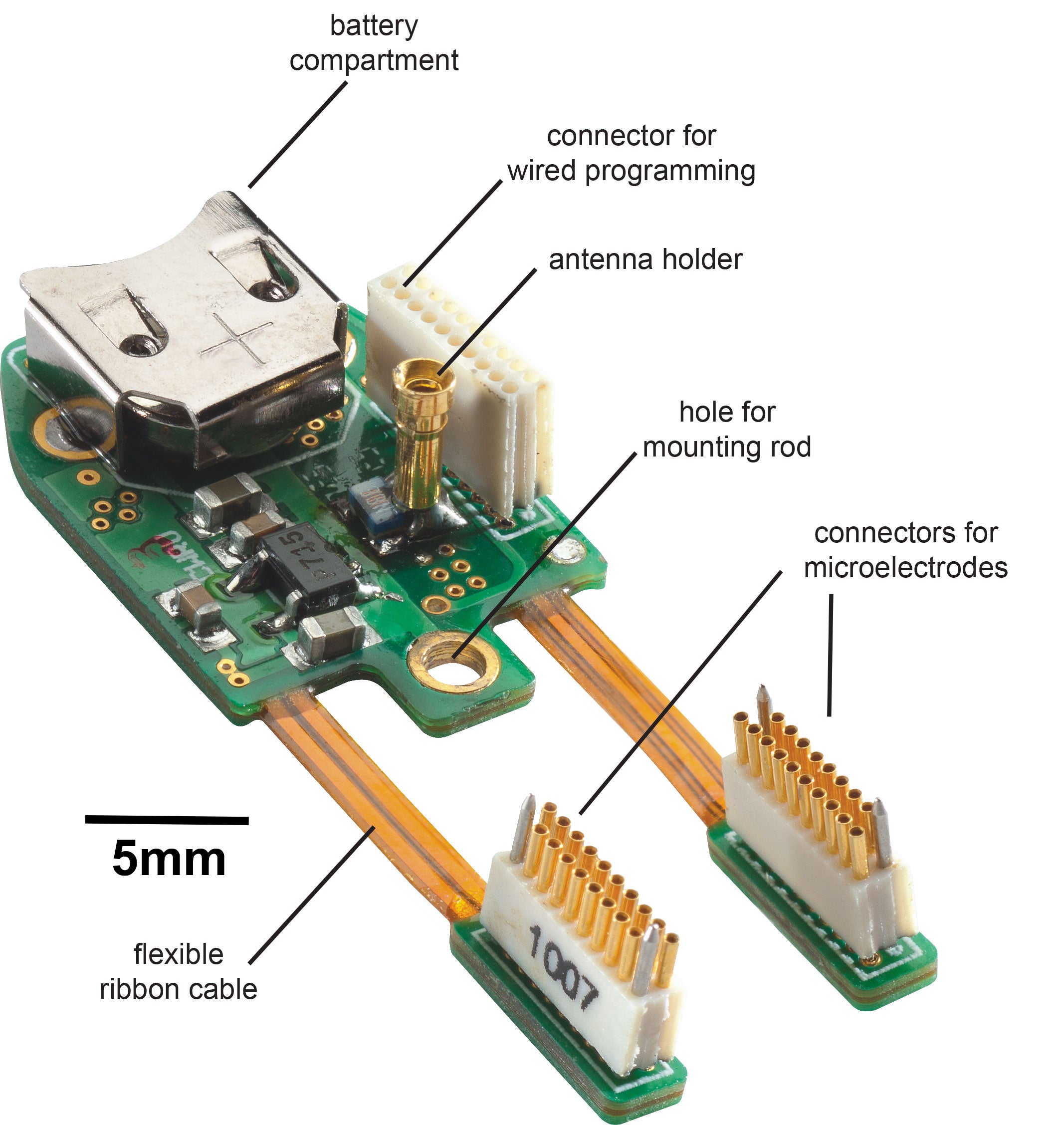 brain-machine-brain interface diagram