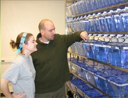 Brian McDermott and his team study zebrafish in his lab. Baby zebrafish are completely transparent, making it possible to view internal organs without dissection.