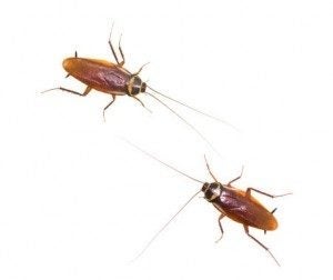Two cockroaches