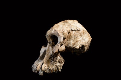 side view of early human cranium fossil