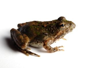 The cricket frog. 