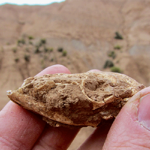 Fossilized skull of an unnamed armadillo photo by Darin Croft