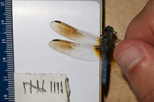 a dragonfly being held by a researcher