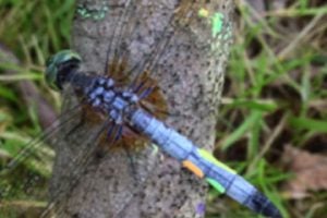 A male dragonfly on a tree, with colored markings on his body