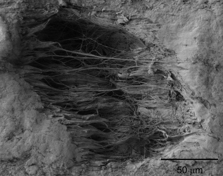 Photo taken with a scanning electron microscope of a void and fibrils created in the surface of a polymer sheet when the sheet is stretched.