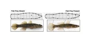 Bigmouth sleepers that feed on other fish have more elongate bodies, with their greatest body depth shifted toward their tail to provide quicker acceleration. They have larger mouths that open wide to more effectively suck in evading fish prey. Sleepers living without other fish eat invertebrates. They have deeper heads with a smaller mouth that allows them to produce a narrower but much more powerful suction to capture small prey. Credit: Modified from "Predicting ecological and phenotypic differentiation in the wild: a case of piscivorous fish in a fishless environment," Biological Journal of the Linnean Society, Vol. 114, Issue 3, pages 588-607, March 2015.