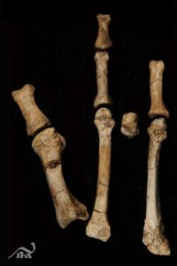 foot bones from excavation