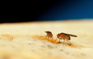 Fruit flies mating 