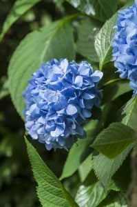 Hydrangeas