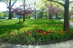 CWRU quad in spring