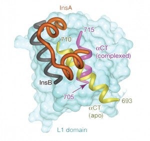 insulin-nature Insulin Nature 300x282