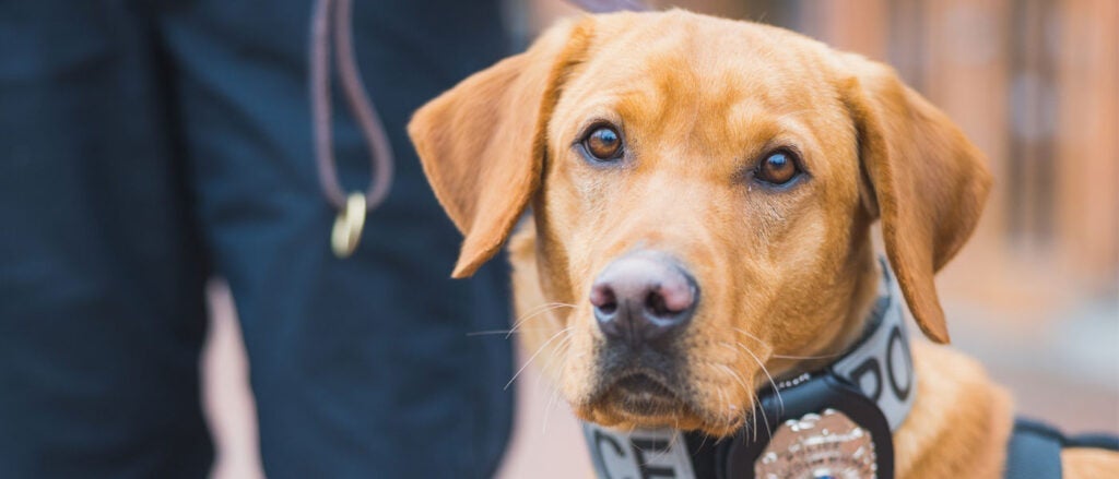 Photo of K9 Spartie
