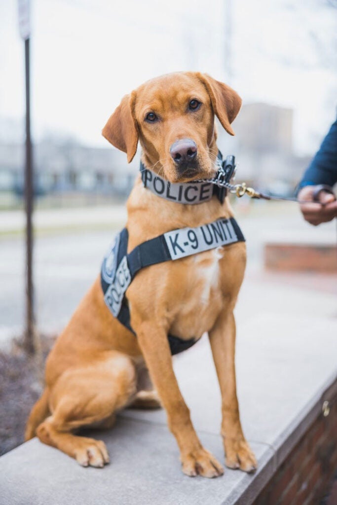 Photo of K9 Spartie