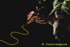 A tobacco hornworm moth, Manduca sexta