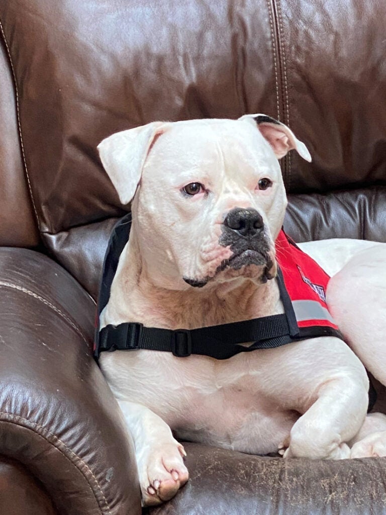 Photo of Maggie the therapy dog