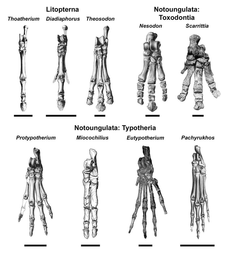 A comparison of the size of the metatarsal bones in several prehistoric mammals