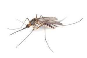Mosquito 