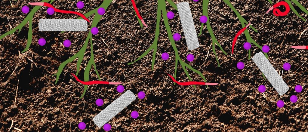 A diagram of corn plant roots with nematodes and pesticide-carrying tobacco mild green mosaic virus in the dirt.