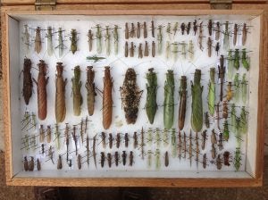 collection of praying mantises
