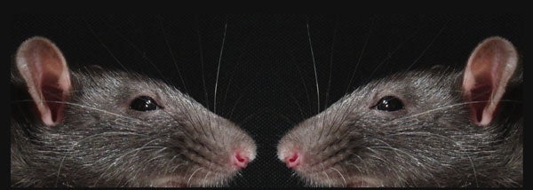 rats sniffing