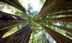redwood-290x175