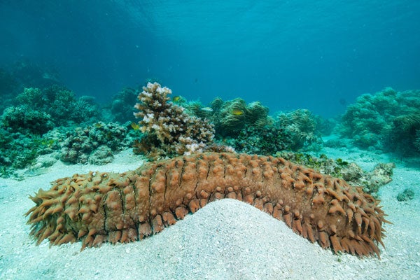 Photo of a sea cucumber