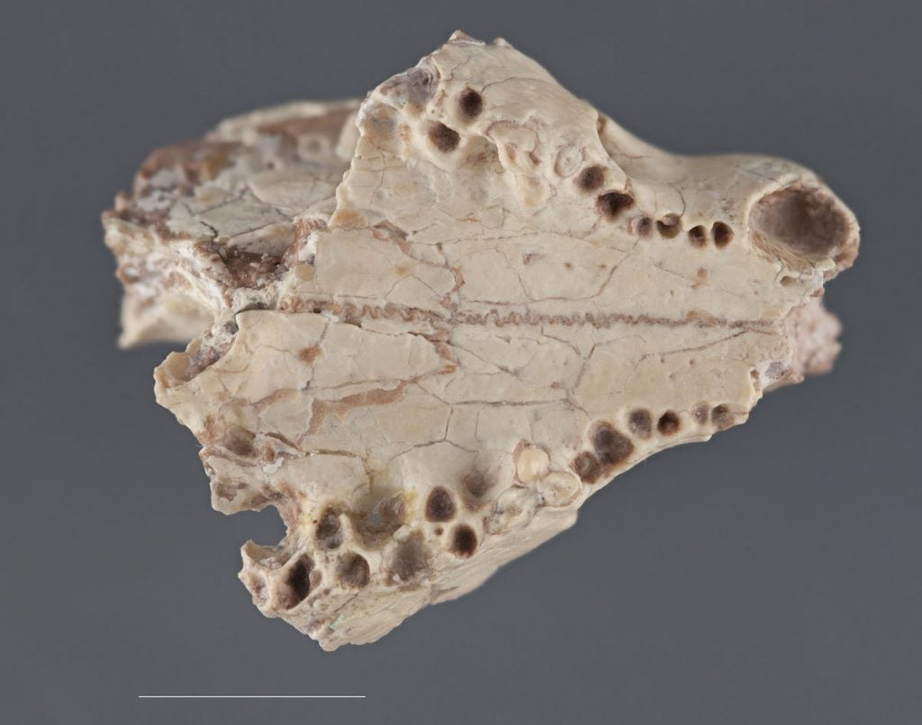 Sparass Skull