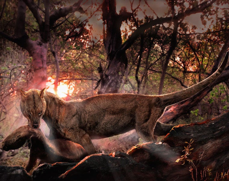 Artist interpretation of Borhyaena tuberata
