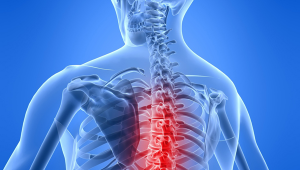 spinal cord