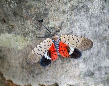 Top view of spotted lanternfly on a maple tree. Courtesy of Getty Images.