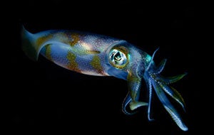 squid