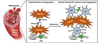 A diagram of whole blood components, including red blood cells, plasma and platelets.