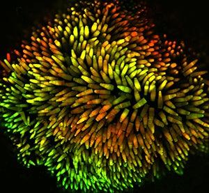 tadpole retina