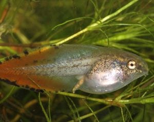 photo of a tadpole
