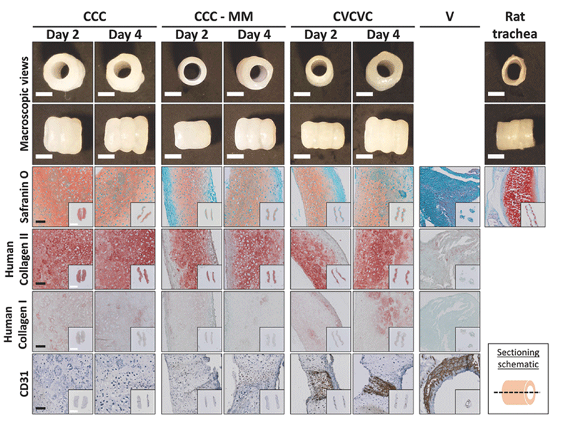 Various depictions of the prevascular-cartilage tissues.