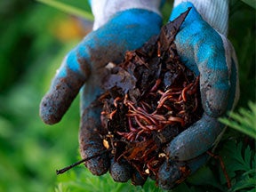 a handful of smaller worms
