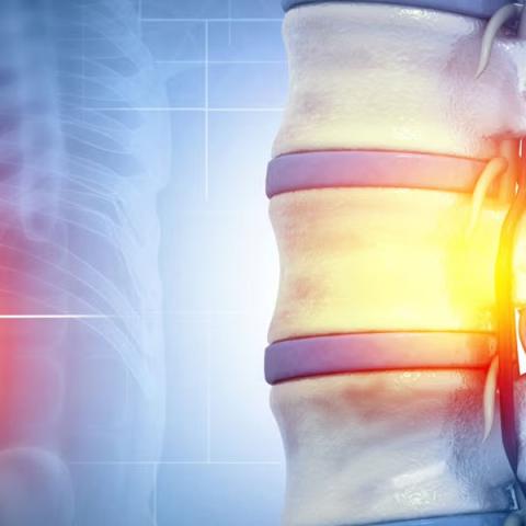 Spinal cord