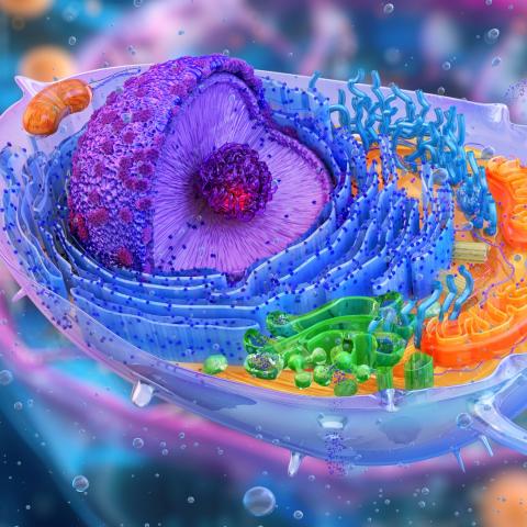 3D illustration of a human cell structure.
