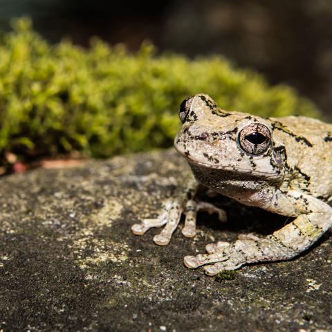 Photo of a gray tree frog on a rock