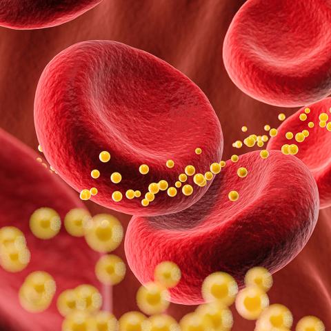 Photo illustration of blood cells and cholesterol