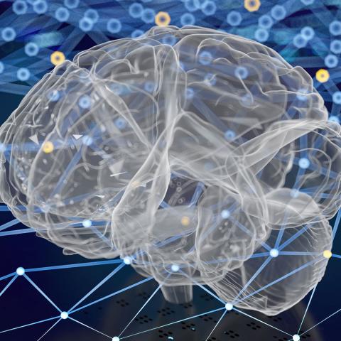 Photo illustration of a brain model