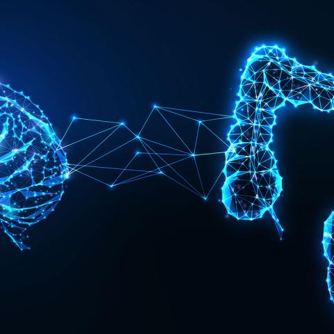 Photo illustration of a brain and intestines with interconnected nature of the gut and brain