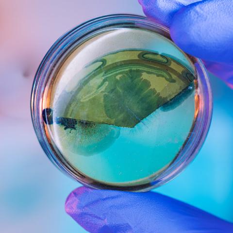 Bacteria