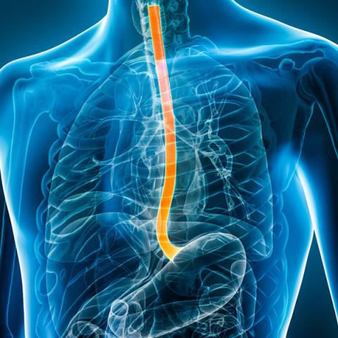 esophagus-feat.jpg