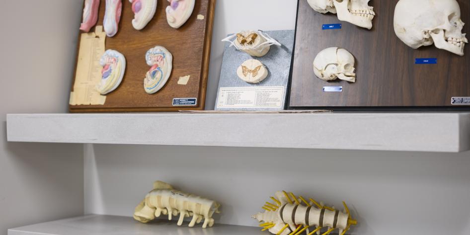 Shelves displaying anatomy models such as skulls and spines