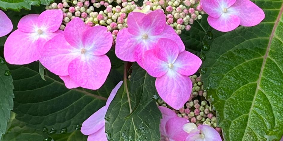 Close up of flowers, captured by Mildred Lam. 